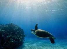 Zeeschildpad