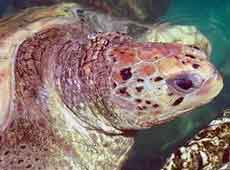Close-up zeeschildpad